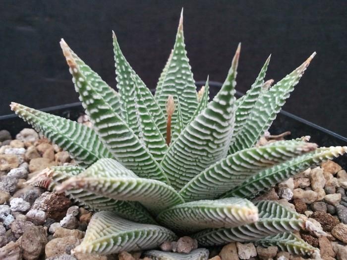 Meheviä lajeja Haworthia -suvun sisustusideoita kotiin