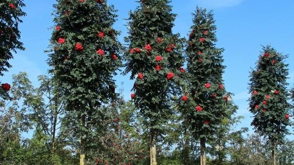 pylväs pihlaja sorbus aucuparia fastigiata talon puu