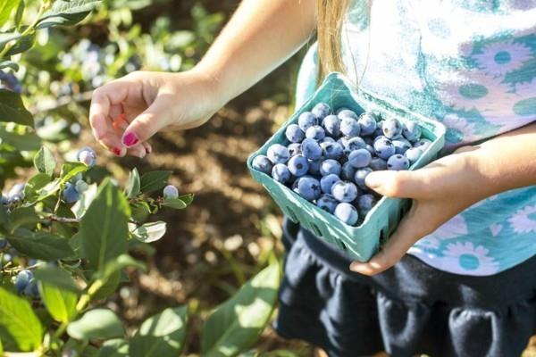 superfood kotimaisia ​​mustikoita