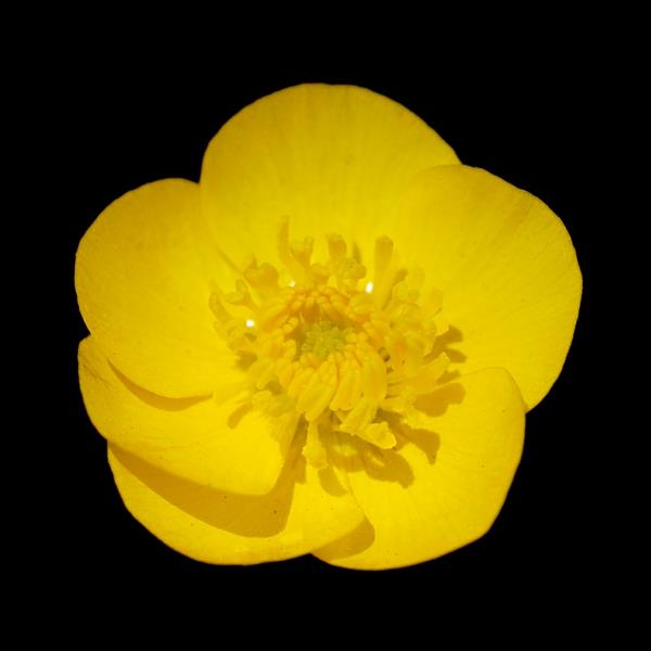 symboliikka kukkia keltainen ranunculus deco ideoita