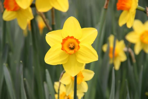 symboliikka kukat narsissit keltainen