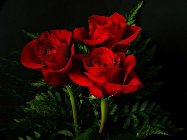 symboliikka kukat punaiset ruusut kuuma rakkaus