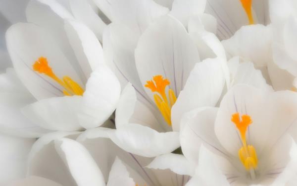 symboliikka kukkia valkoinen krookus sisustusideoita