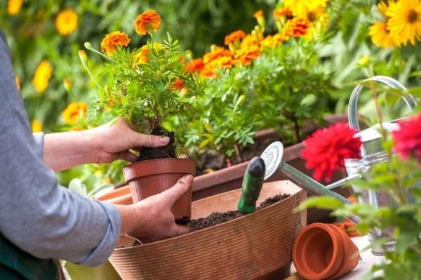 Tagetes -siirto koristepuutarhassa