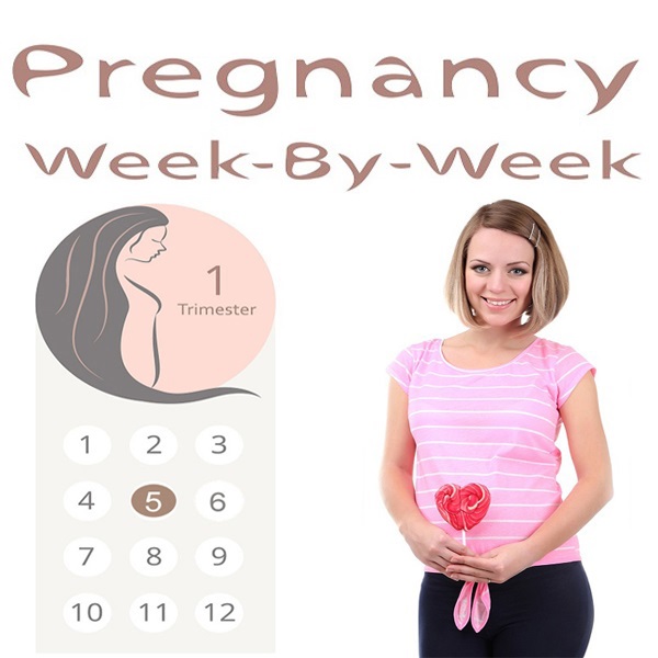 A terhesség 5. hete