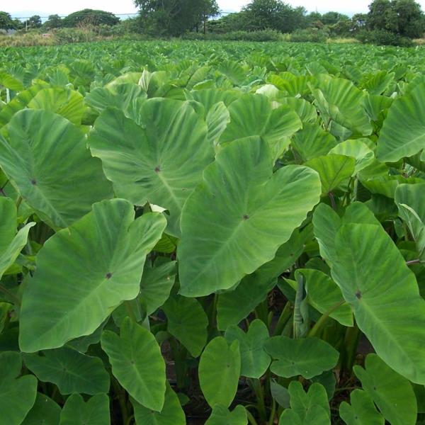 Taro -kasvi viljelykasvina