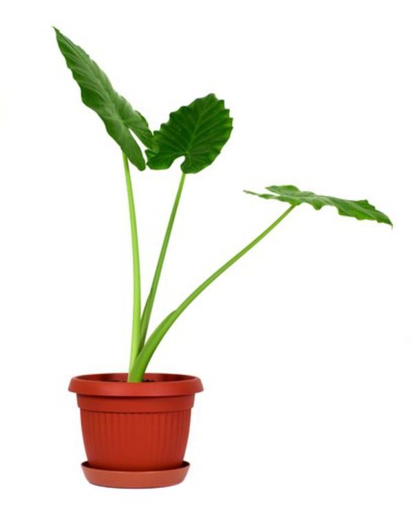 taro kasvi kukkaruukussa
