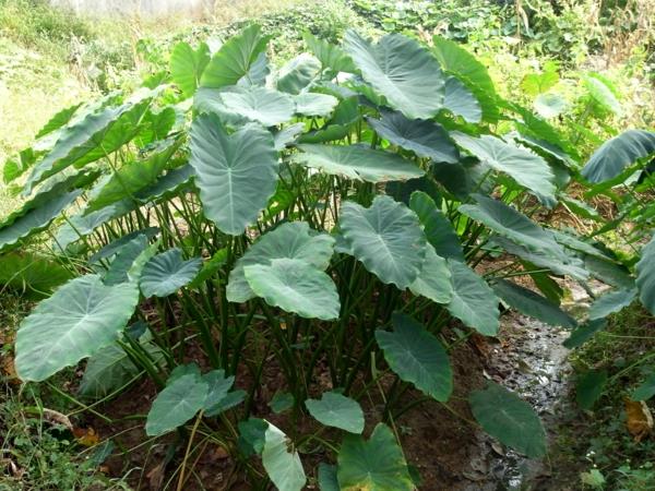 taro kasvi puutarhassa
