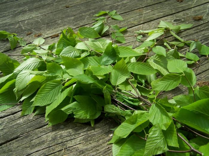 tee terve koivu tee koivun lehdet terveellistä ruokaa