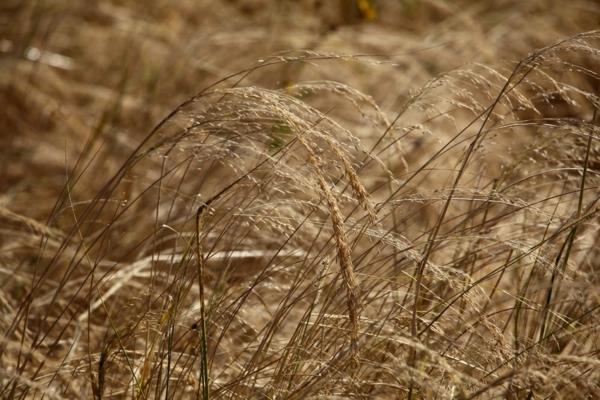 teff kääpiöhirssi vanhoja historiallisia viljalajikkeita