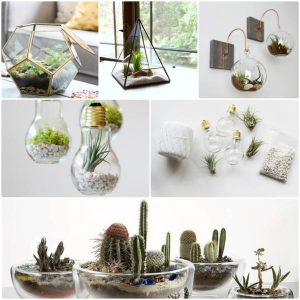 terrarium kasvit lasiastiat kivet sammal koriste -esineet tinkering ideoita