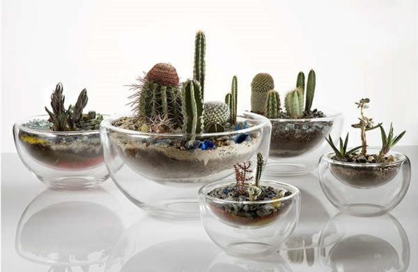 terrarium kasvit kaktus rakentaa omia terrarium huonekasveja helppo hoitaa