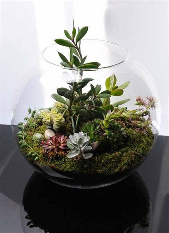 terrarium kasvit sammal lasisäiliö rakentaa omat terrarium huonekasvit