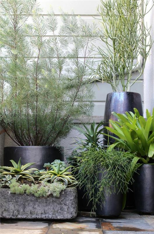 patio kasvit huonekalut ja parveke kasvit kasvilajit