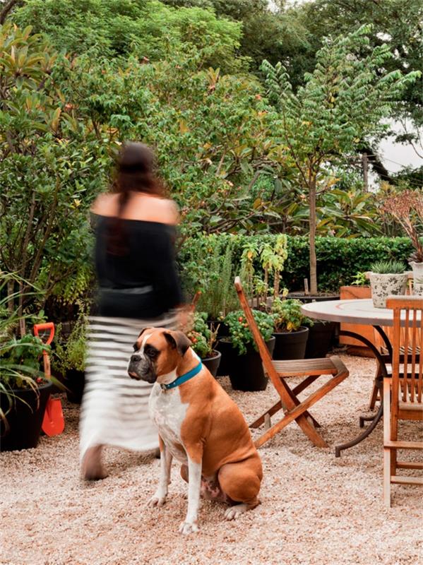 patio suunnitteluideoita parveke kasvit mausteet hiekka kivet koira lemmikkieläimet