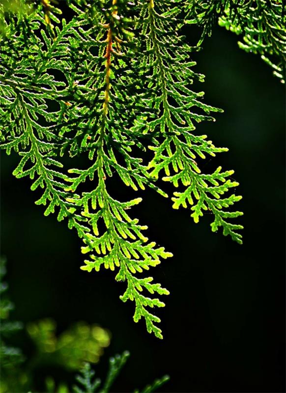 thuja -pensasaidat ikivihreät pensaskasvit