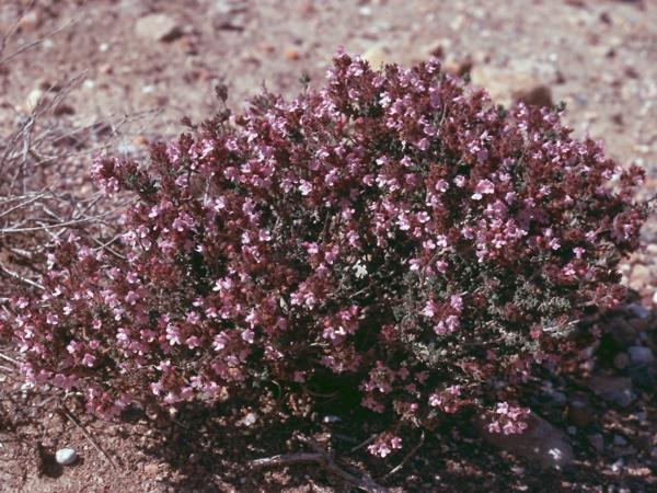 timjami puutarhan vulgaris -lajikkeessa