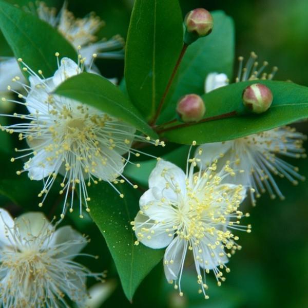 timjami -myrtti -balsamia, tee oma kylmä balsami