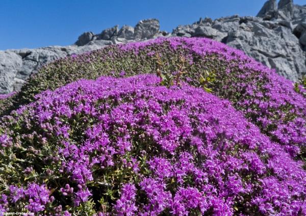 timjamin hoito vuoret kasvi violetti