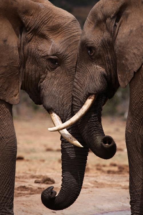 eläin kuvia norsun ystävyys