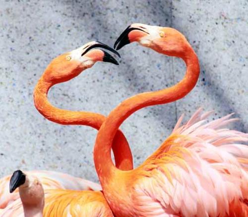 eläinkuvat flamingot halata