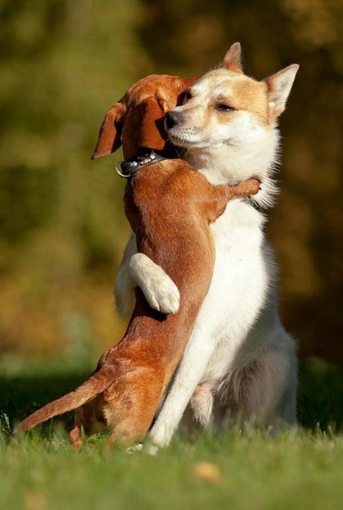 eläinkuvat koirat halaavat