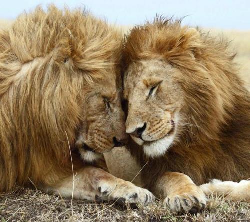 eläinkuvat miesten ystävyys leijonien kanssa