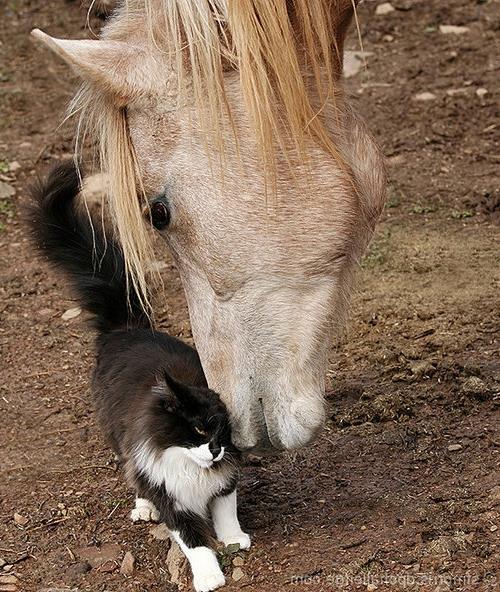 eläinkuvat hevonen ja kissa