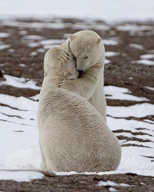 eläinkuvat jääkarhut rakastavat