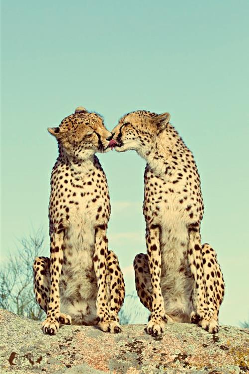 eläinkuvat kaksi gepardia