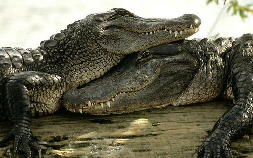 eläin kuvia kaksi krokotiiliä rentouttava