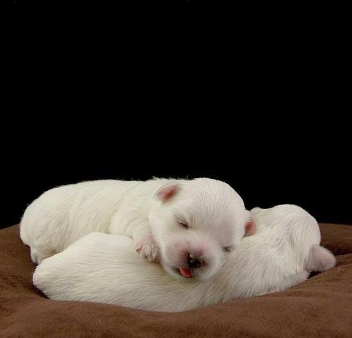 eläinkuvat kaksi valkoista nukkuvaa pentua