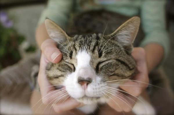 eläinten hoito kissa eläinten avusteinen hoito lapset ja eläimet