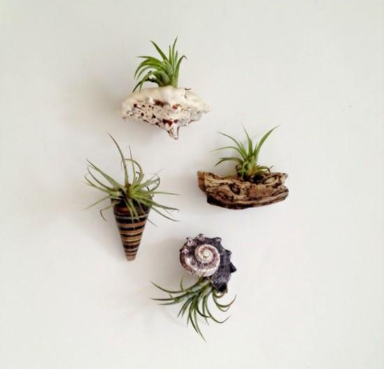 tillandsia -ilmakasvien sisustusideoita