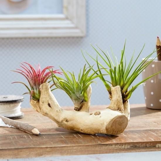 tillandsien driftwood diy -pöytäkoristeet