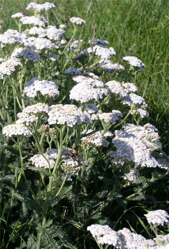 vinkkejä kauniille iholle achillea millefolium -yrtit