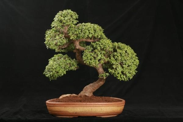 loistava idea tyylikkäälle bonsai -puulle