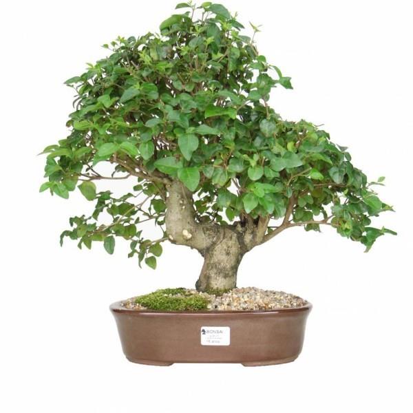 loistava idea bonsai -puun kanssa