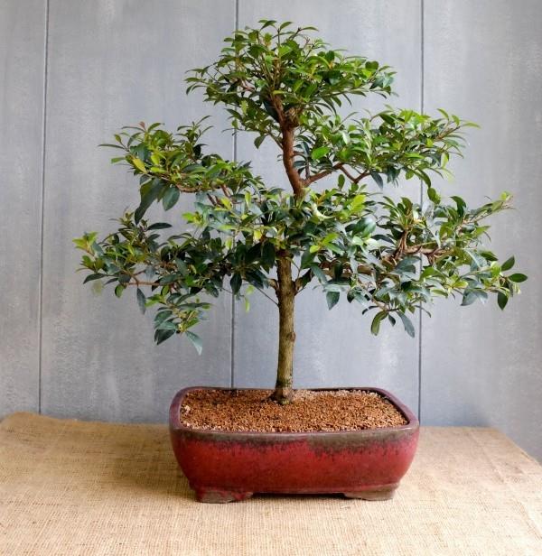suuret vaiheet bonsai tree