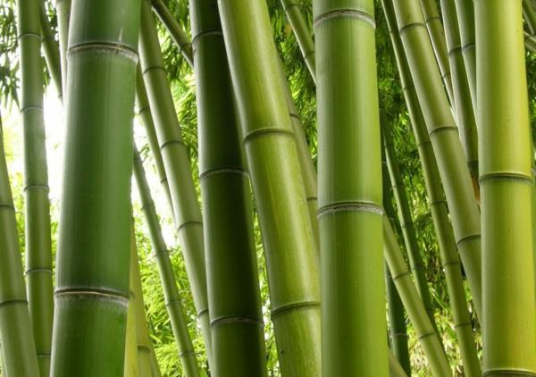 mahtavia bambuvinkkejä vihreää taikuutta