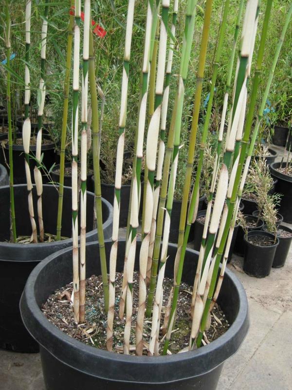 upeat bambukärjet istutettu kukkaruukkuihin