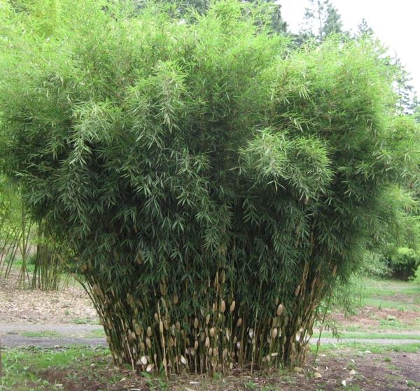loistava bambu vinkkejä kasaantuvat lajike