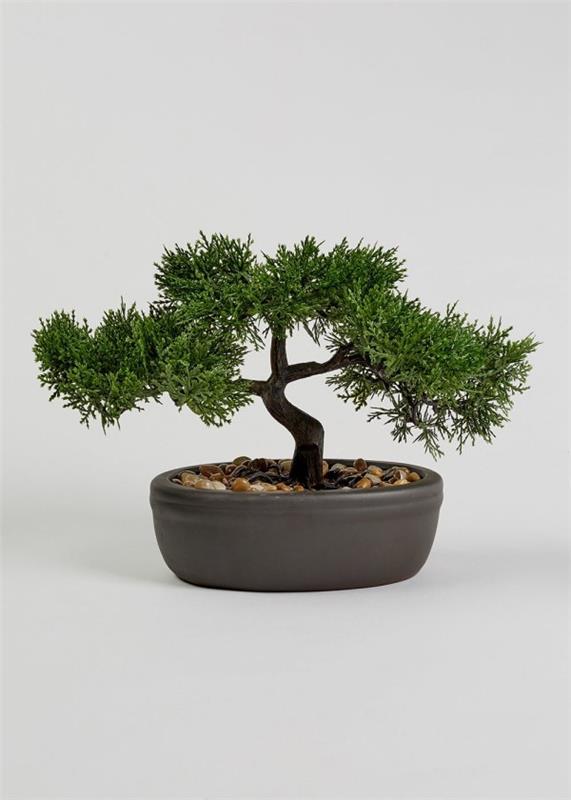 suuret neulat - bonsai -puu