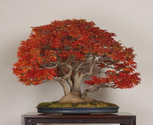 suuri punainen bonsai -puu