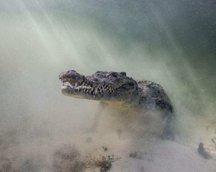 upeita krokotiilin vedenalaisia ​​kuvia