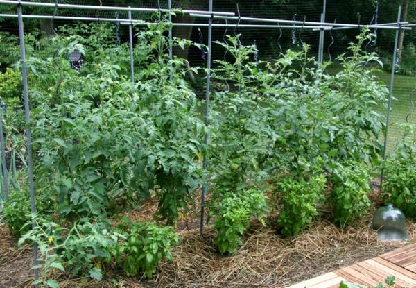 tomaatit puutarhakasvit puutarhanhoito puutarhanhoito