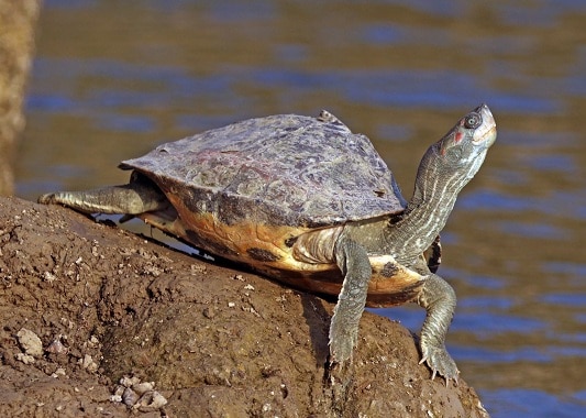 typer af skildpadder i indien