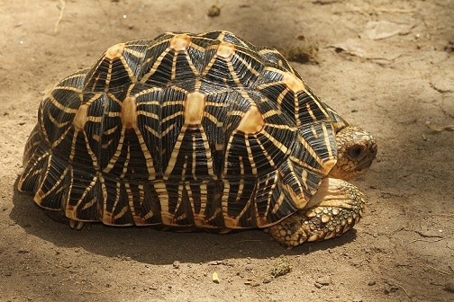typer af skildpadder i indien