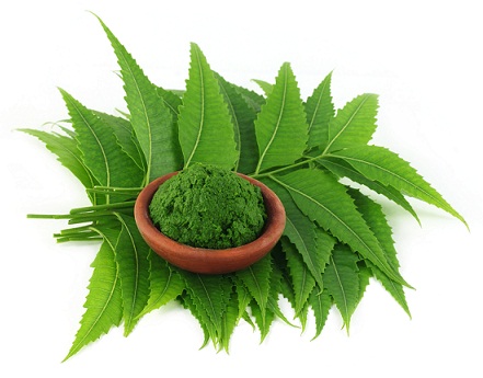 A Neem Leaves otthoni gyógymód a hibátlan bőrért