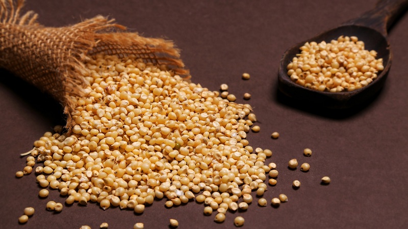 sorghum bruger